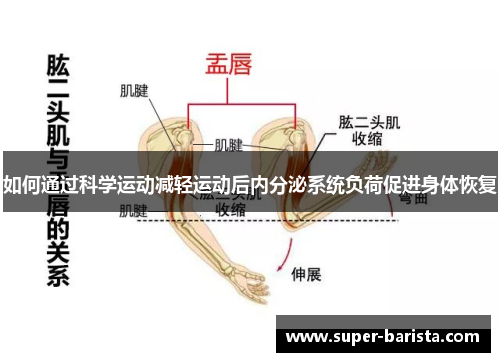 如何通过科学运动减轻运动后内分泌系统负荷促进身体恢复